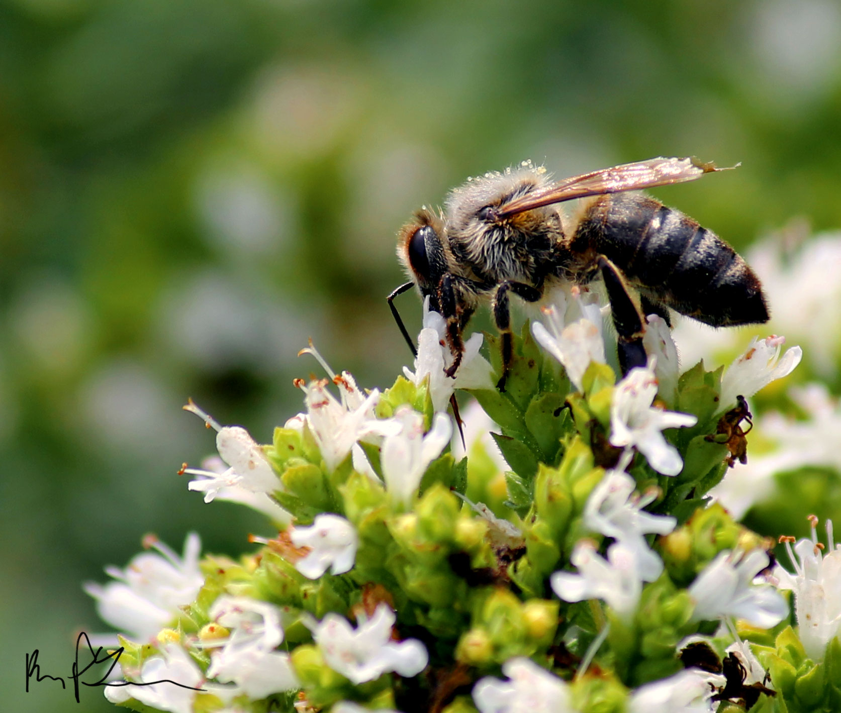 Honey Bee by Ken Laub 8/4/2014